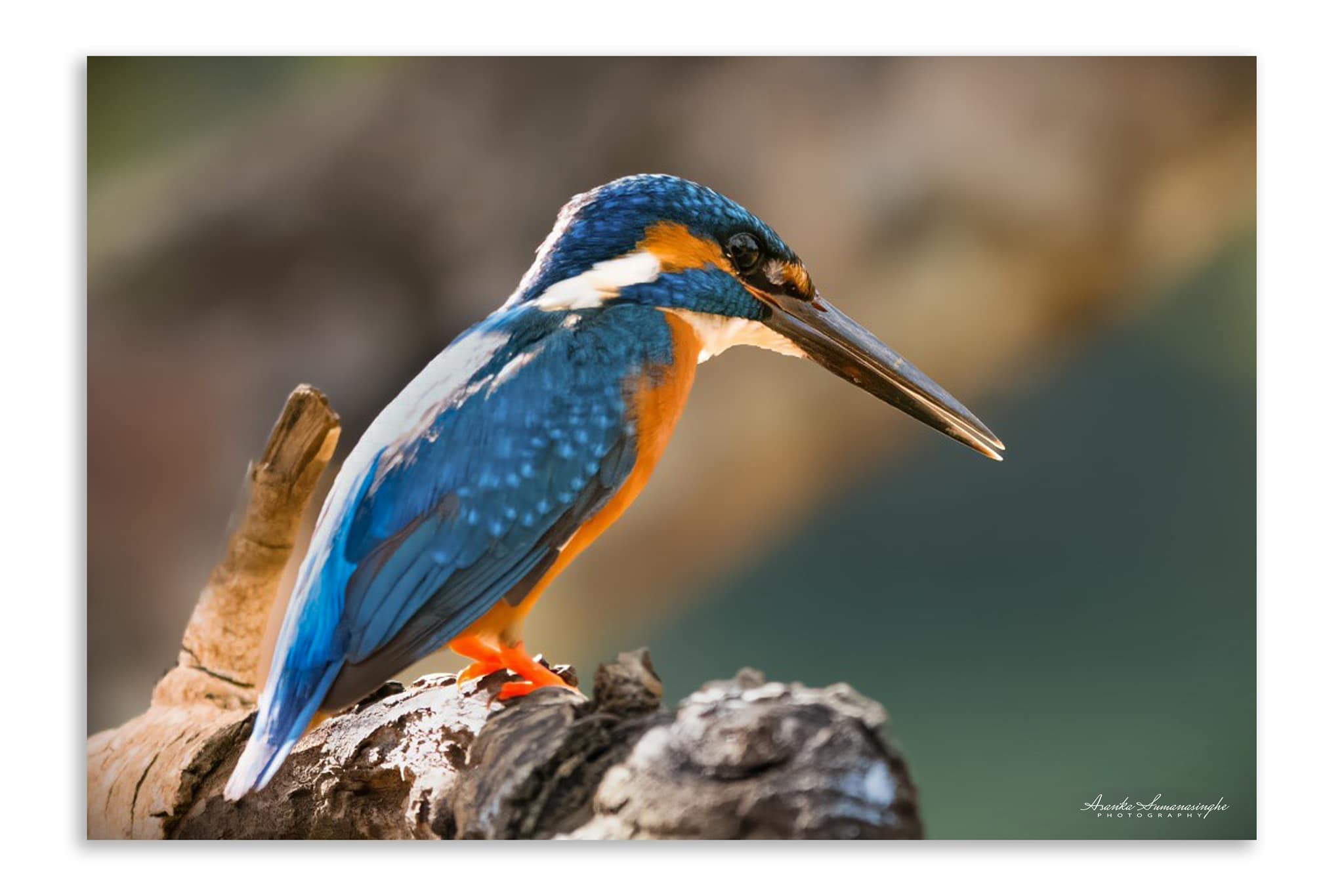 Wilpattu Wildlife 03